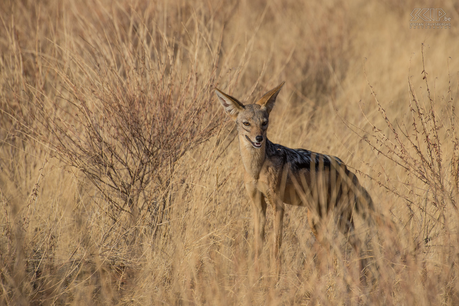 Samburu - Jakhal Jonge zadeljakhals (Black-backed jackal, Canis mesomelas). Stefan Cruysberghs